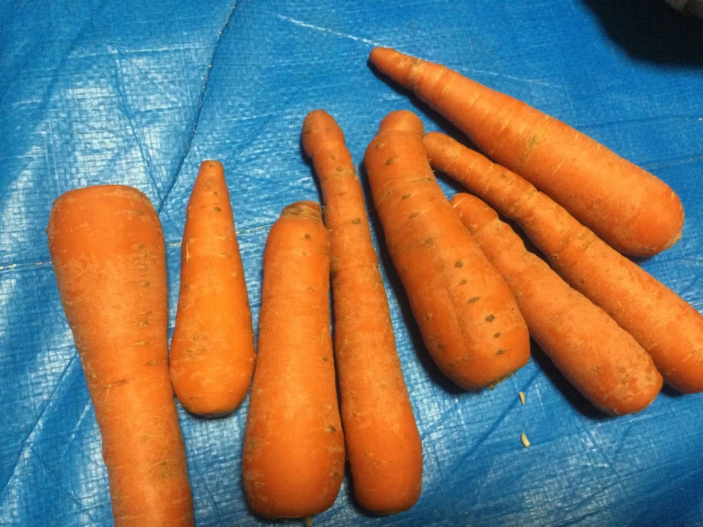 訳ありお得❗️とても甘い八ヶ岳高原のにんじん（農薬・化学肥料不使用）