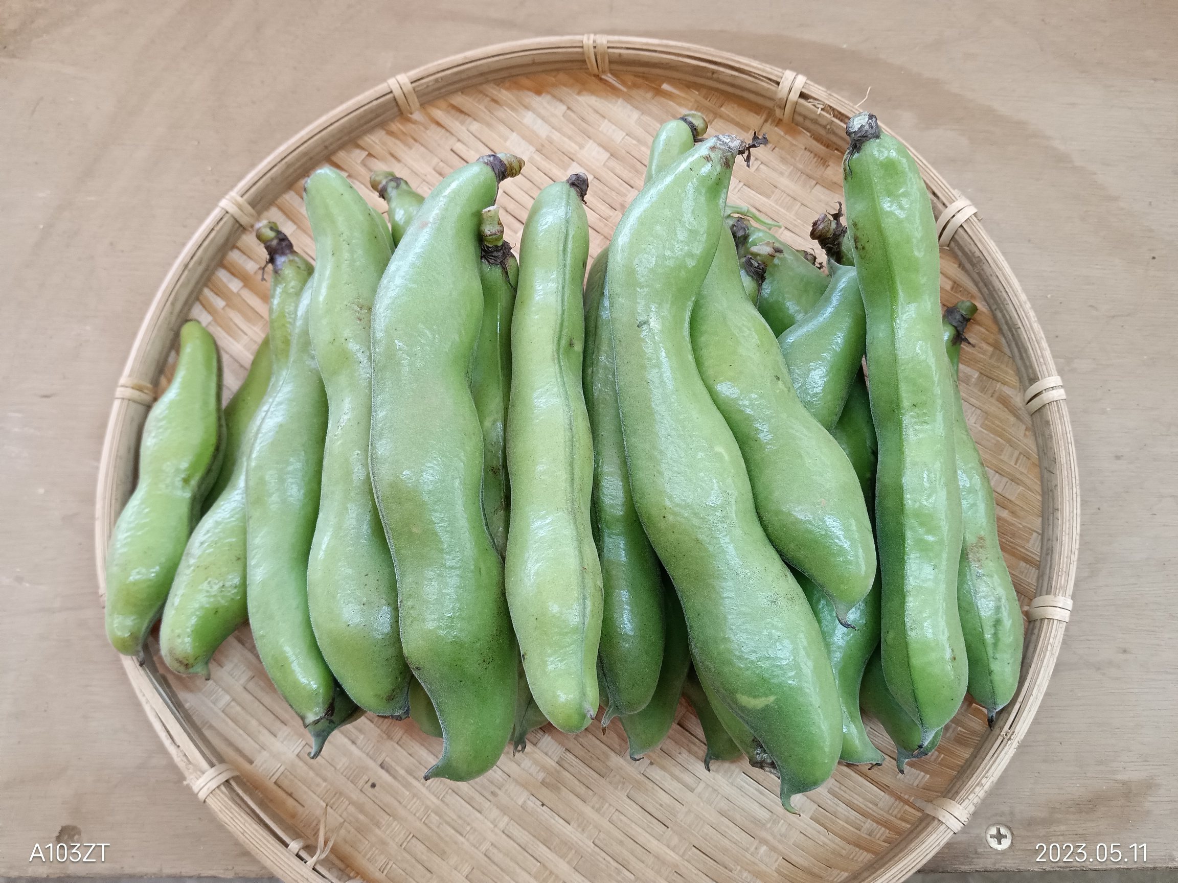 5月中旬から発送開始』新鮮【そら豆】箱込み約2kg｜そら豆の商品詳細