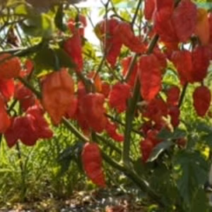 ブートジョロキア　クリックポスト便