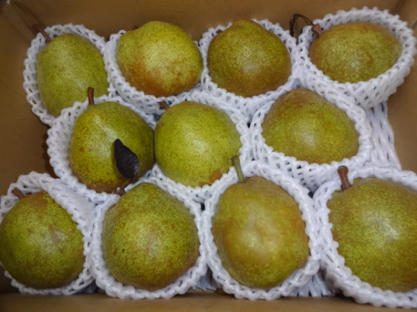 日頃のご褒美に♪ちょっぴり贅沢【ラフランス】小玉