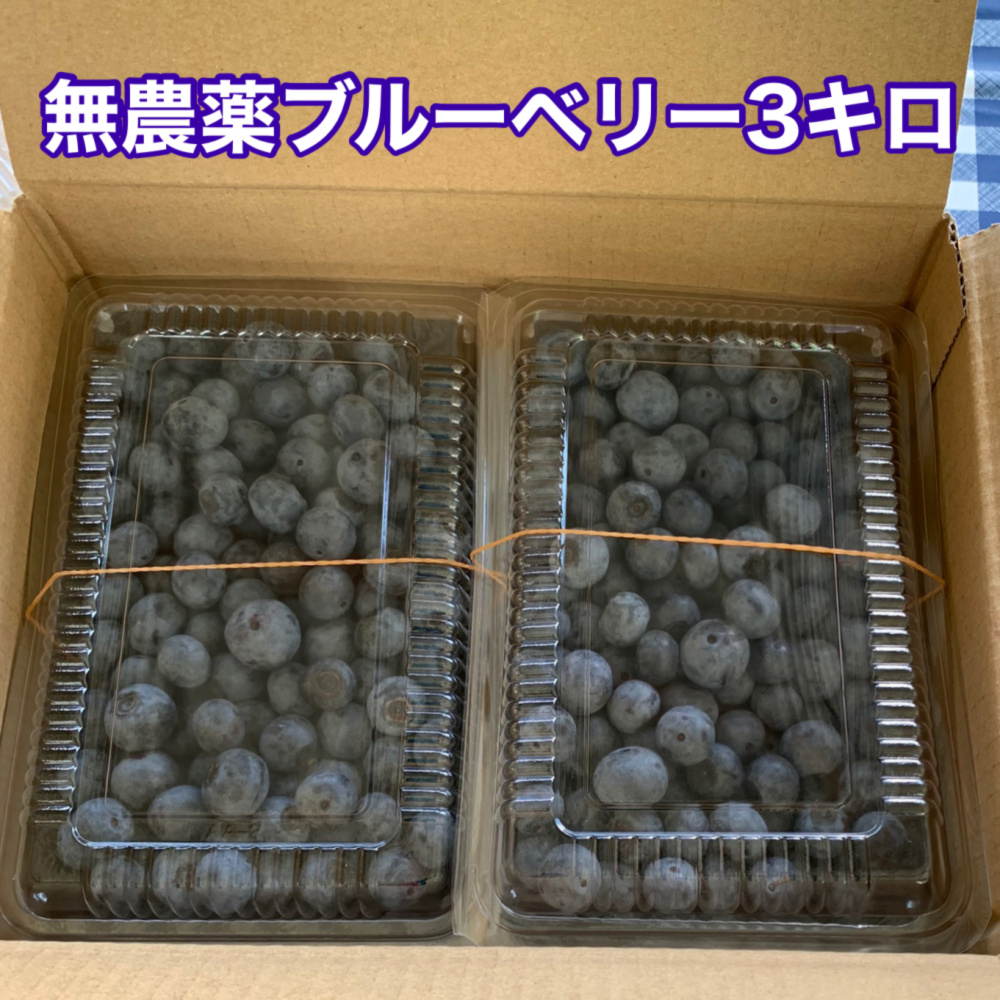 秋田県産　完全無農薬　ブルーベリー　3キロ ブルーベリー 無農薬 3キロ