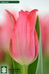 【出品最後チューリップ】ピンク色　ユリ咲き　プリティラブ１０本