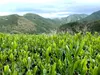 【農薬不使用　和紅茶】在来種 夏摘み(リーフ/ティーバック)