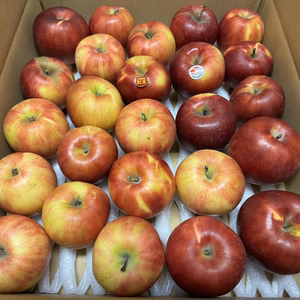 葉とらず“紅玉”　加工用　５キロ箱　スマートフレッシュ　限定２箱