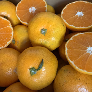 値下げ‼️愛媛の極早生みかん 大小混　箱込4キロ no2　❣️初物みかん❣️