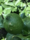 太陽の恵みを育んだ　当園人気のグリーンレモン 訳あり品 約1.5kg
