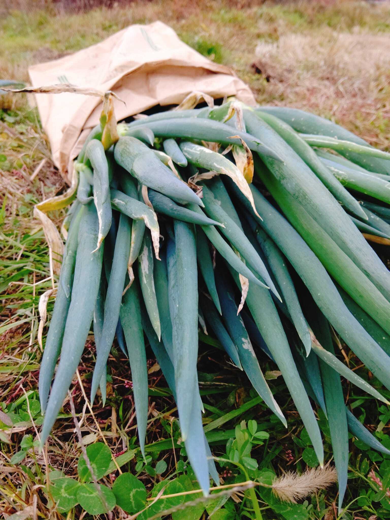 鳥取県産 白ネギ 15kg『冠雪葱』 長ネギ - 野菜