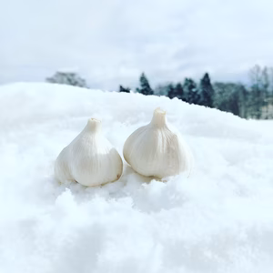 令和５年産 北海道 富良野産 にんにく 特大2L 1kg 