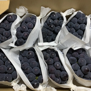 5kg勝沼産葡萄の王様巨峰❗️10房〜14房お入れしとても美味しい旬の黒光！