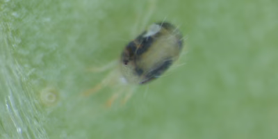 夏だ、祭りだ、ハダニだ。