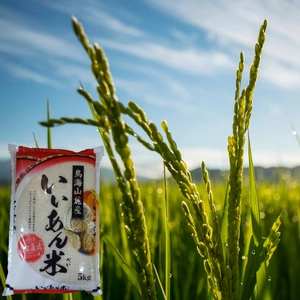 「はえぬき」白米 慣行栽培米 令和５年産 いいあん米 山形県庄内産