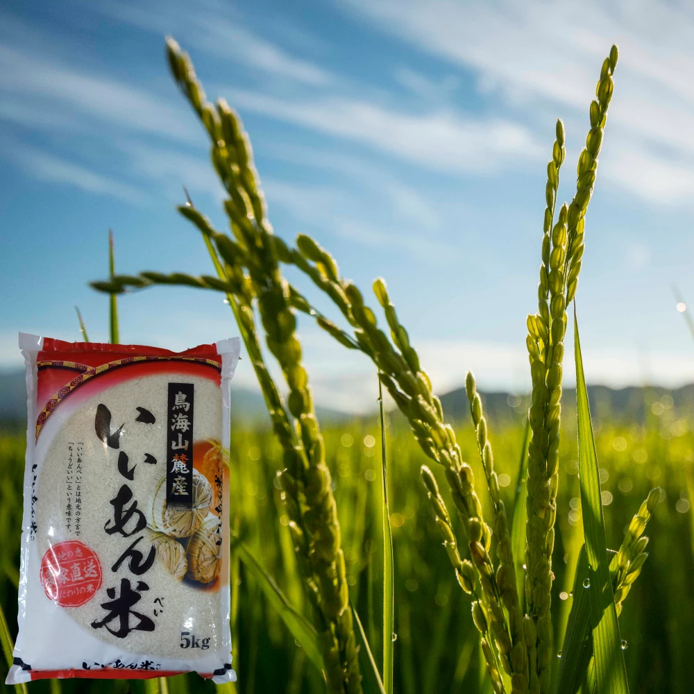 「はえぬき」白米 慣行栽培米 令和４年産 いいあん米 山形県庄内産