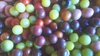 ミニトマトの宝石箱2020  農薬化学肥料不使用