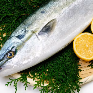（お歳暮ギフト可）神経締め鮮魚　はまち
