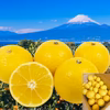 黄金柑 約2.5キロ～箱込み 静岡県産 訳あり おうごんかん 食べるレモン