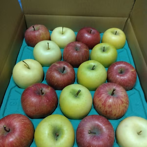 サンふじシナノゴ−ルド金星5キロ