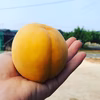 岡山の桃　ゴールデンピーチ　贈答用　大玉3玉