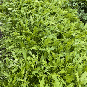 高野山麓精進野菜・サラダ水菜