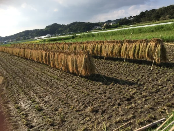 無農薬 無肥料 はざかけ天日干し コシヒカリ玄米｜米・穀類の商品詳細