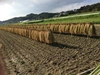 玄米　農薬・化学肥料・動物由来堆肥不使用　はざかけ米コシヒカリ