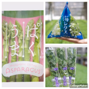 お得　水耕野菜詰め合わせ　お買い得　JGAPみつば