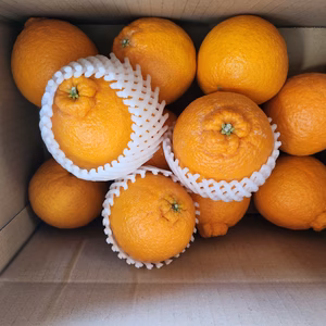 果汁たっぷり！！！おすすめ不知火！！！