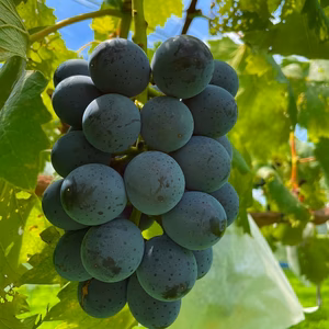 【ぶどう本来の味わいを！】ブラックビート(種なし) 1キロ箱　山梨県産