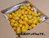 8月お届け＋ティポ1kg～＋「あまーいフルーツトマト」山梨県南アルプス市より