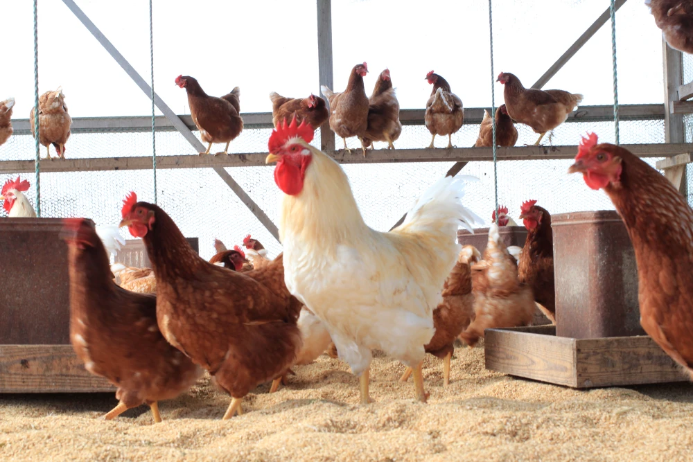 【10〜5月常温】平飼い自然卵 白身ぷりぷり黄身はレモン色