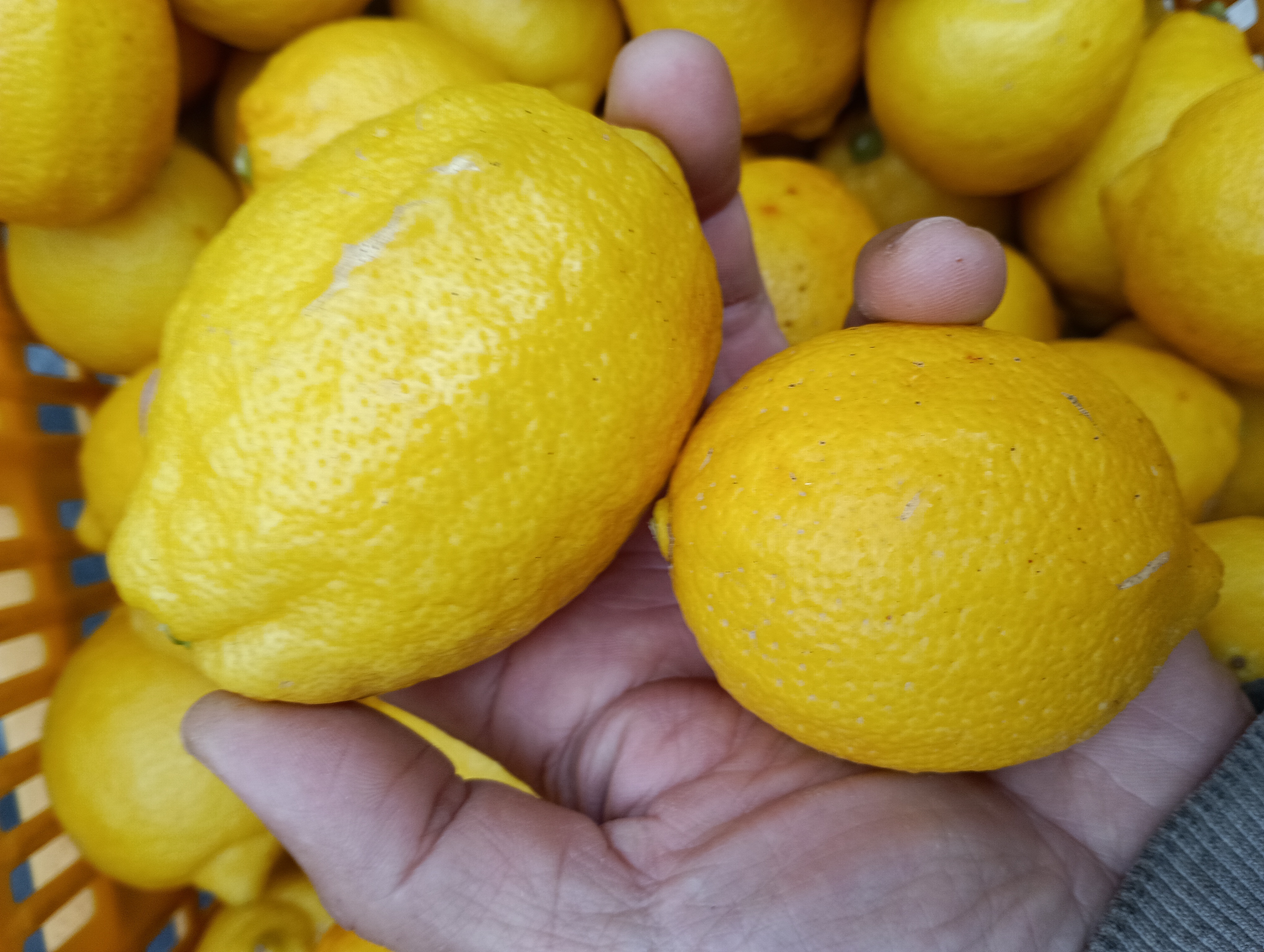訳あり！産地直送　広島県蒲刈産レモン20kg 皮も使える広島県産レモン 訳ありの三級品 2kg(約20個入)即日発送可能