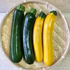 濃甘！ズッキーニ2色 農薬・化学肥料不使用