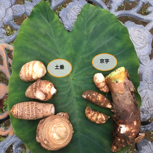 サトイモ食べ比べ（京芋、土垂）2.0kg