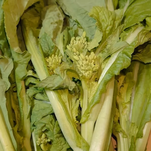 【菜花】南房総から採れたてをお届け