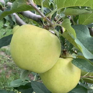 令和8年家庭用、シャキッっと甘い【トキ】‼️