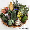 【期間限定：送料無料】うるマルシェ生産者協議会の農産物セット
