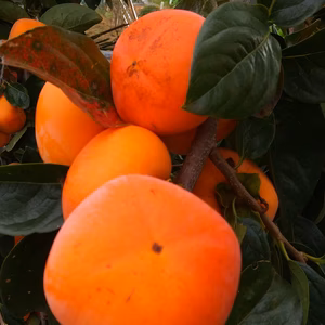 信州小布施　家庭用「核無柿」※ひらたね柿　渋柿　30個または70個　