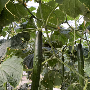 新鮮バッキバキ‼︎うきはのきゅうり