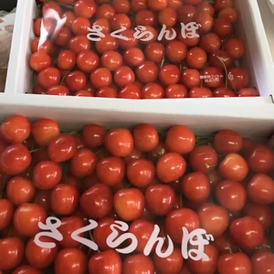 【６月発送】朝採りL～2Lサイズで甘い佐藤錦！1キロ箱