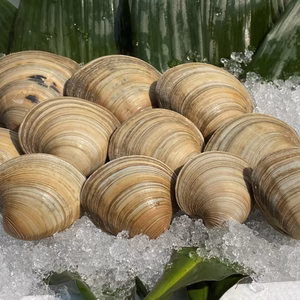 ホンビノス貝【10kg】