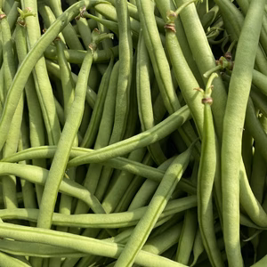【収穫当日発送】サクサク食感　インゲン　1kg