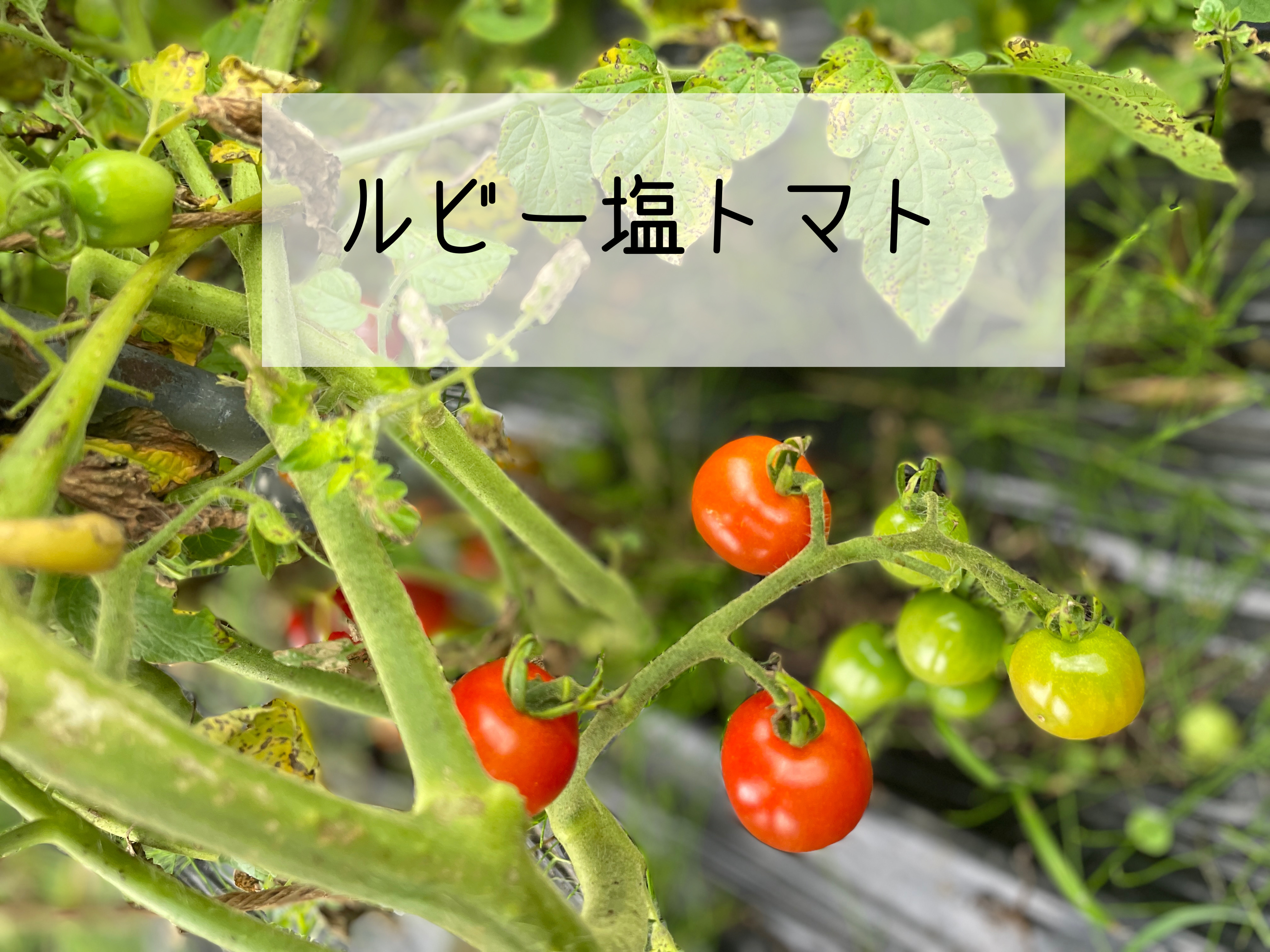 3000円 まとめ買い特価 ふるさと納税 トマトGP受賞 栽培期間中農薬化学肥料不
