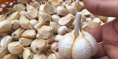 じいちゃんのにんにくが教えてくれた“種”のちから