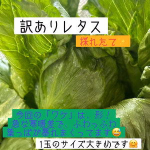 訳ありだけど、レタス！レタス！レタス！+αお野菜♡