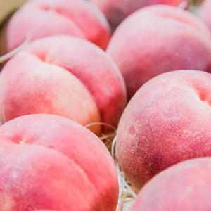 予約価格　レア品種　さくら白桃　9月上旬予定　ASIAGAP認証農場：津軽農園　
