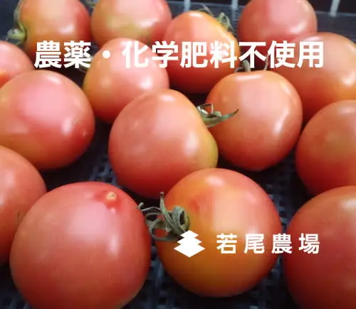 今が旬！【 中玉トマト 】自然栽培（チルド便）
