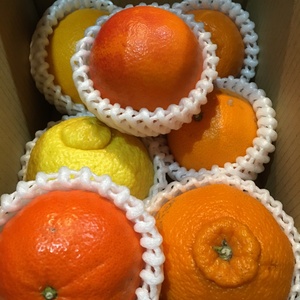 竹吉園　20箱限定　お試し7種　春の旬の柑橘詰め合わせ