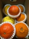 本日2箱　お試し5種プラス2種の旬の柑橘詰め合わせ