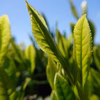 【お湯を入れて溶かすだけ】粉末緑茶　50g袋入