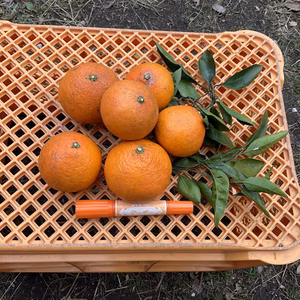 「福袋2026」プリンスキヨミ傷あり無農薬　自然肥料除草剤不使用わけあり