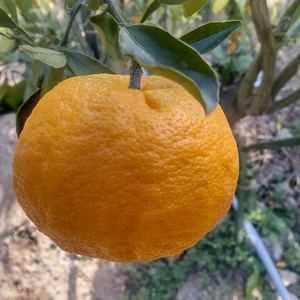 広島産 希少柑橘  はれひめ 5kg 